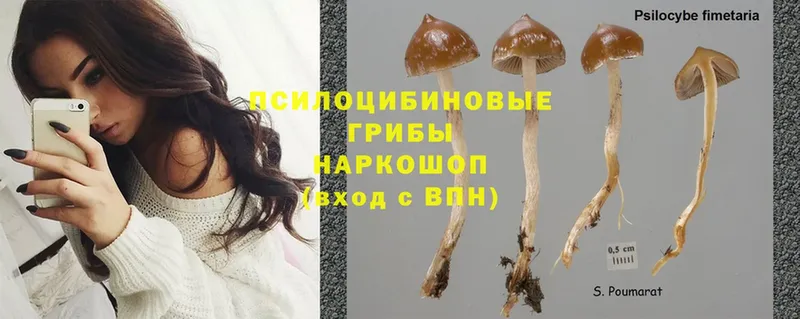 Псилоцибиновые грибы Psilocybine cubensis  Константиновск 